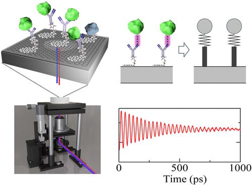 Coupled Nanomechanical Resonator with Protein-Interaction Vibration for an Ultrasensitive Label-Free Biosensor.