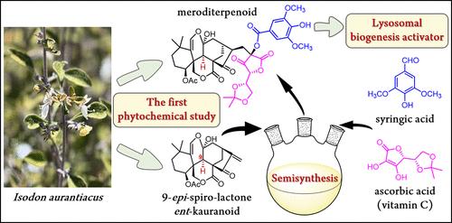 Discovery and Semisynthesis of Aurantiacin A: A Unique Ascorbylated 9-epi-ent-Kaurane Diterpenoid from the Untapped Plant Isodon aurantiacus