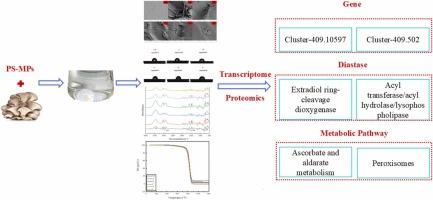 Study on the degradation efficiency and mechanism of polystyrene microplastics by five kinds of edible fungi