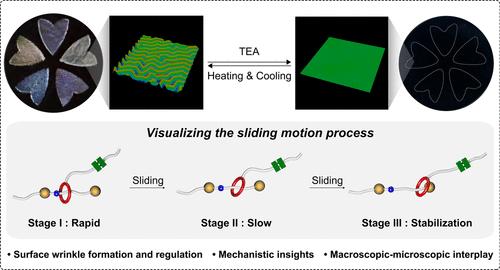 Visualizing the Sliding Motion of Dynamic Rotaxanes by Surface Wrinkles