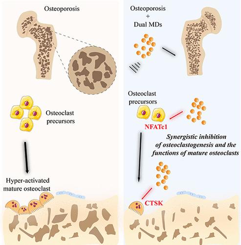 Targeted Dual Microdroplets for Modulating Osteoclast Differentiation and Function: A Novel Therapeutic Approach to Combat Osteoporosis