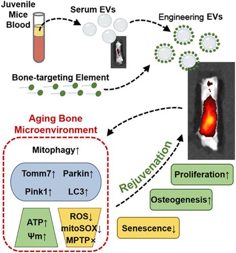 Engineered Extracellular Vesicles Derived from Juvenile Mice Enhance Mitochondrial Function in the Aging Bone Microenvironment and Achieve Rejuvenation
