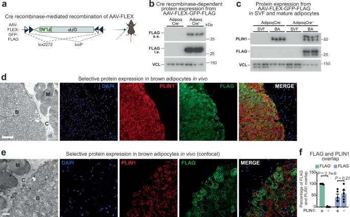 The Futile Creatine Cycle powers UCP1-independent thermogenesis in classical BAT