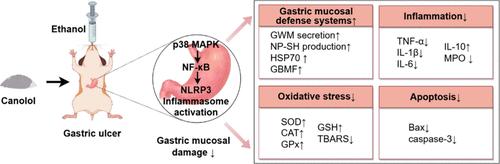 Canolol Alleviates Ethanol-Induced Gastric Ulcer by Inhibiting p38 MAPK/NF-κB/NLRP3 Pathway