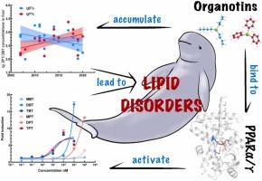 Phenyltins May Pose a Higher Health Risk to Indo-Pacific Finless Porpoises Than Butyltins