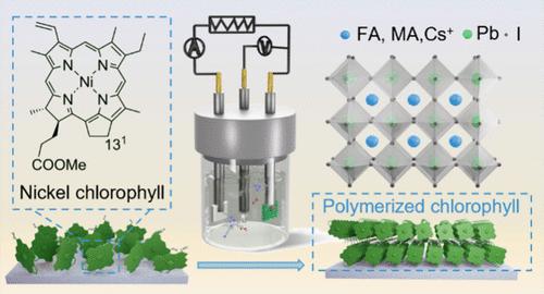 Nickel Chlorophyll-Derived Hole Transport Materials for Stable and Efficient Inverted Perovskite Solar Cells