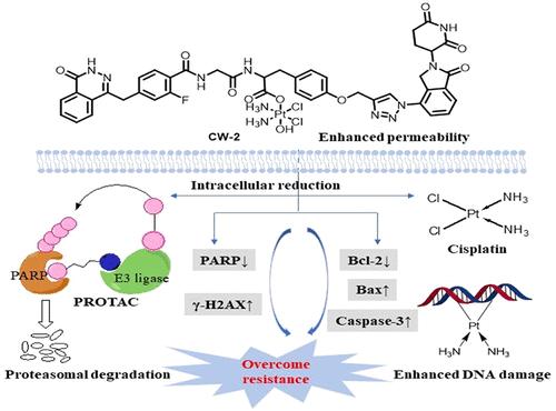 Pt(IV)-PROTAC Complexes with Synergistic Antitumor Activity and Enhanced Membrane Permeability