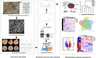 LC-MS/MS-based metabolomic of pink Auricularia cornea grown on Lycium barbarum sawdust substrate