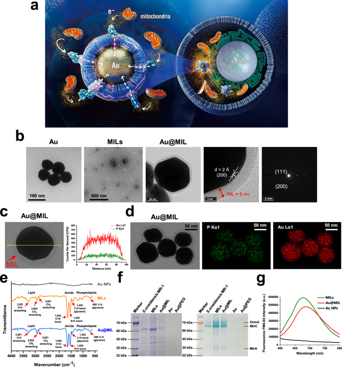 Redox disruption using electroactive liposome coated gold nanoparticles for cancer therapy