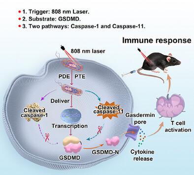 Light Triggered “Bacterial Bomb” to Amplify Tumor Pyroptosis
