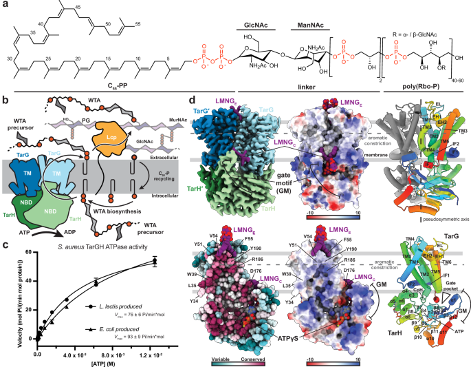 Cryo-EM analyses unveil details of mechanism and targocil-II mediated inhibition of S. aureus WTA transporter TarGH