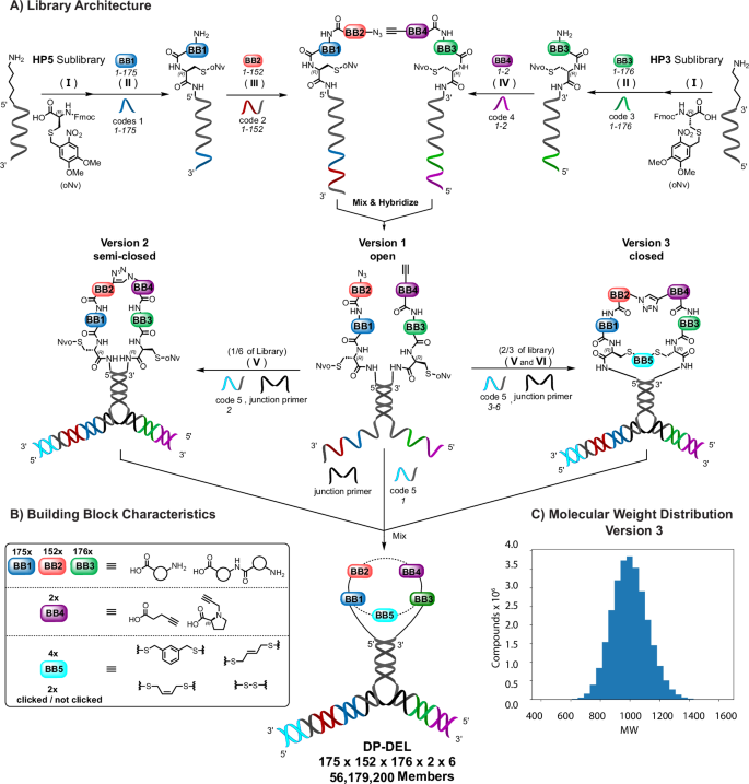 Flexibility-tuning of dual-display DNA-encoded chemical libraries facilitates cyclic peptide ligand discovery