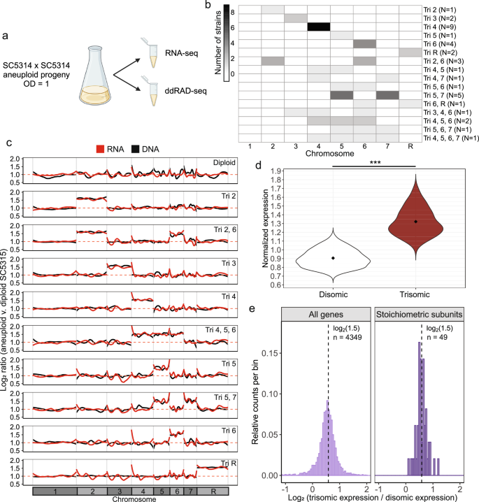 Aneuploidy confers a unique transcriptional and phenotypic profile to Candida albicans