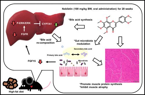 Nobiletin Enhances Skeletal Muscle Mass and Modulates Bile Acid Composition in Diet-Induced Obese Mice