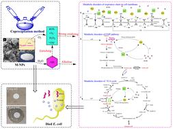 Construction and characterization of environment-friendly antibacterial Mg(OH)2 nanoparticles and their induced metabolic changes in Escherichia coli†