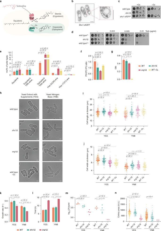 Horizontal acquisition of prokaryotic hopanoid biosynthesis reorganizes membrane physiology driving lifestyle innovation in a eukaryote