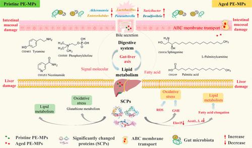 Comparative Analysis of Metabolic Dysfunctions Associated with Pristine and Aged Polyethylene Microplastic Exposure via the Liver-Gut Axis in Mice