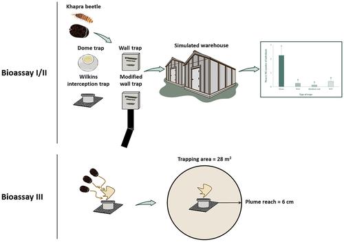 Estimating the efficacy and plume reach of semiochemical-baited traps on the capture of Trogoderma granarium everts