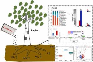 Contrasting mechanisms of poplar and rhizosphere soil influenced by urea and compound fertilizer