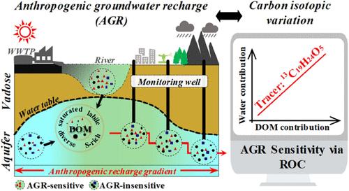 Carbon Isotopic Signatures of Aquifer Organic Molecules along Anthropogenic Recharge Gradients