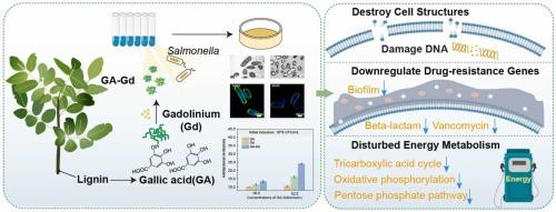 Antimicrobial activity and mechanism of gallic acid- gadolinium complex against multidrug-resistant Salmonella