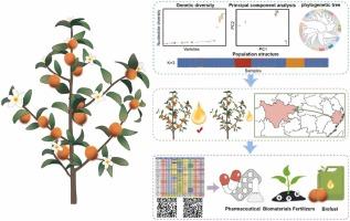 Phylogenomic analysis and SNP fingerprinting construction of Camellia oleifera Abel. germplasm resources using SLAF-seq technology