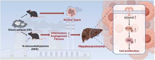 Diesel Exhaust Promoted Diethylnitrosamine-Induced Hepatocarcinogenesis in Mice