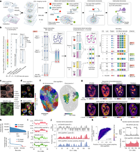 Spatial multi-omics reveals cell-type-specific nuclear compartments