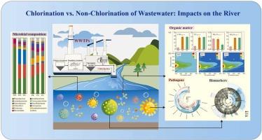 Impacts of chlorine disinfection of municipal sewage effluent on receiving rivers: changes in organic matter and microbial communities