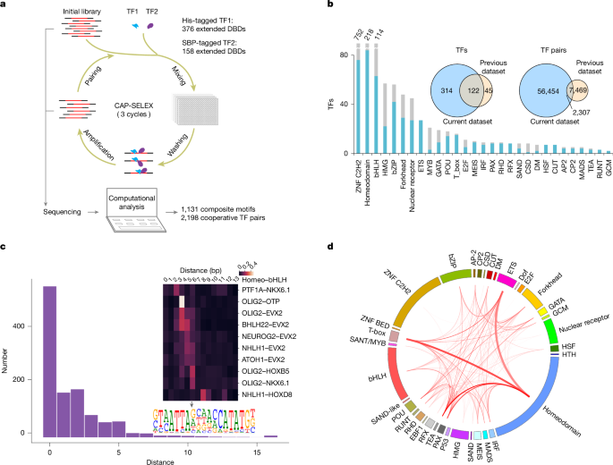 DNA-guided transcription factor interactions extend human gene regulatory code