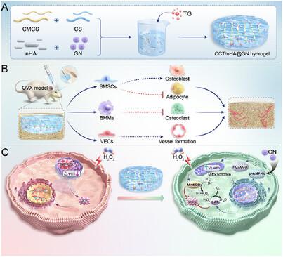 Injectable Gypsogenin-Based Composite Hydrogel Enhances Osteoporotic Bone Regeneration by Alleviating Oxidative Injury via Promoting AMPKα Phosphorylation