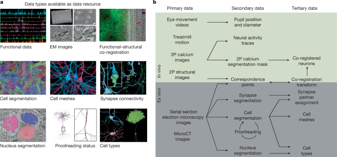 Functional connectomics spanning multiple areas of mouse visual cortex