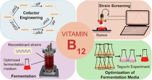 Enhancing Vitamin B12 Production in Engineered Escherichia coli through Cofactor Engineering and Fermentation Media Optimization