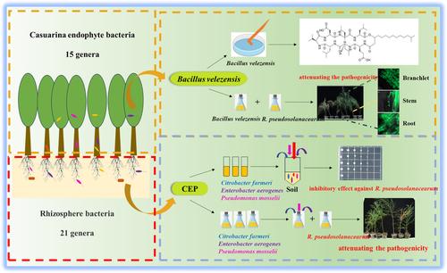 Microbial diversity in coastal Casuarina equisetifolia forest and its potential in counteracting bacterial wilt infections