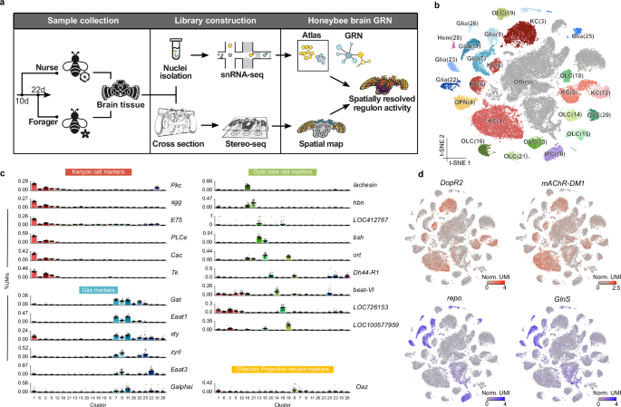Single-nucleus and spatial transcriptomics identify brain landscape of gene regulatory networks associated with behavioral maturation in honeybees