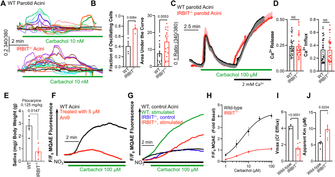 Multiple cAMP/PKA complexes at the STIM1 ER/PM junction specified by E-Syt1 and E-Syt2 reciprocally gates ANO1 (TMEM16A) via Ca2+