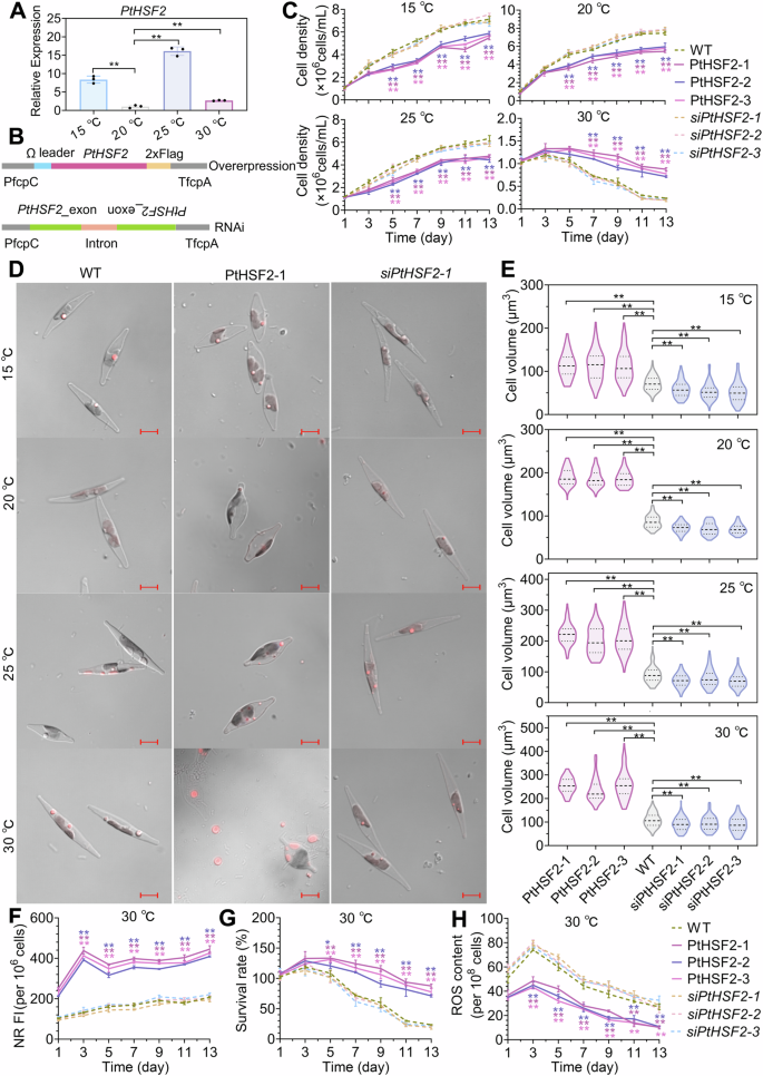 Heat shock transcription factor-mediated thermal tolerance and cell size plasticity in marine diatoms