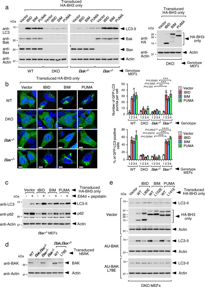 An unconventional autophagic pathway that inhibits ATP secretion during apoptotic cell death