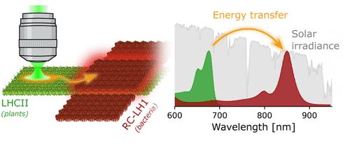 Exciton-Diffusion Enhanced Energy Capture in an Integrated Nanoscale Platform