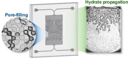 Pore-filling behaviors and lateral propagation of CH4 and CO2 hydrates forming in microfluidic porous media
