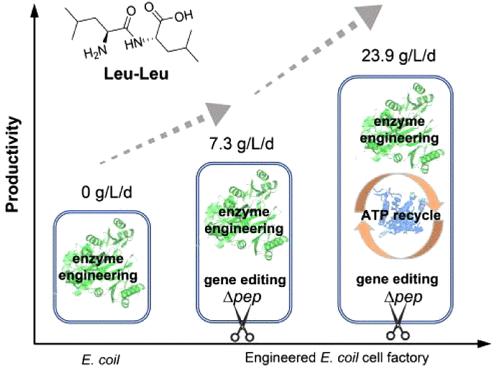 Enhanced Production of Leucine–Leucine Dipeptide by Whole-Cell Catalysis