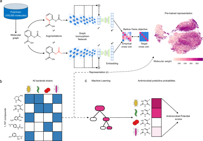 Pre-trained molecular representations enable antimicrobial discovery
