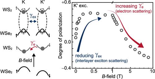 Magneto-Polarization Controlled by Intervalley Scattering of Interlayer Excitons and Carriers in WS2/WSe2 Heterostructure