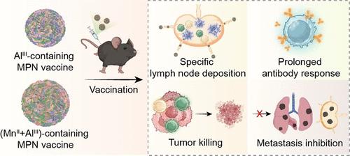 Amplifying the Immune Activity of Metal Ions through Metal–Phenolic Complexation