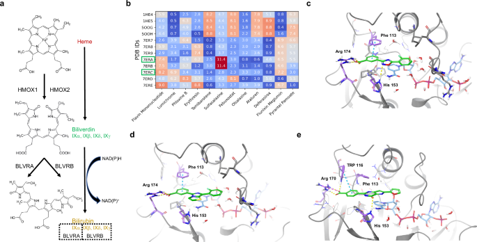 Small molecule BLVRB redox inhibitor promotes megakaryocytopoiesis and stress thrombopoiesis in vivo