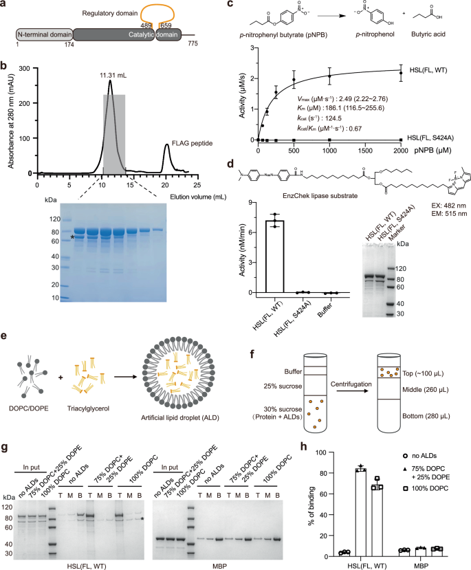 Molecular determinants for the association of human hormone-sensitive lipase with lipid droplets