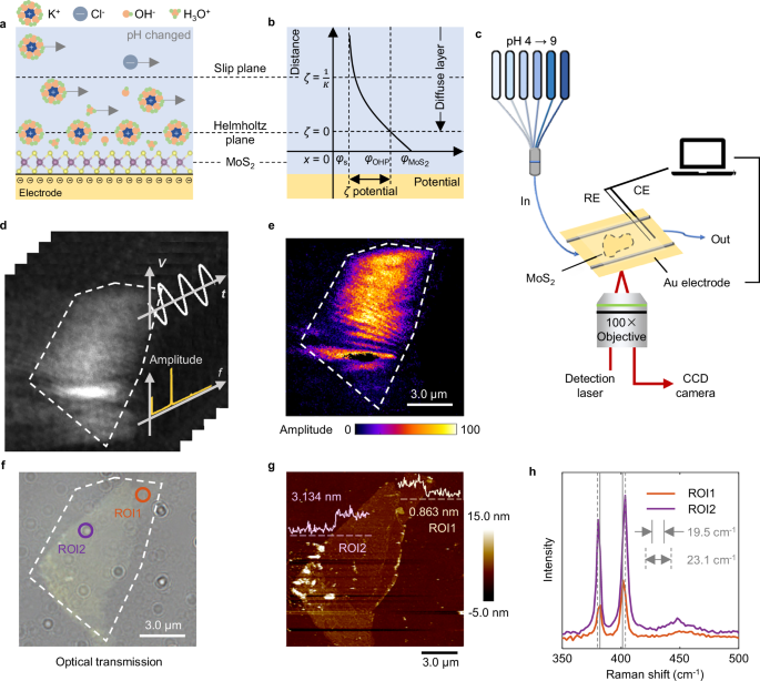 Plasmonic in-situ imaging of zeta potential distributions at electrochemical interfaces of 2D materials in water