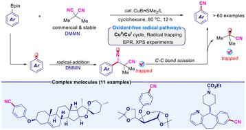 Copper-catalyzed radical transnitrilation of arylborons with dimethylmalononitrile and mechanistic insights†