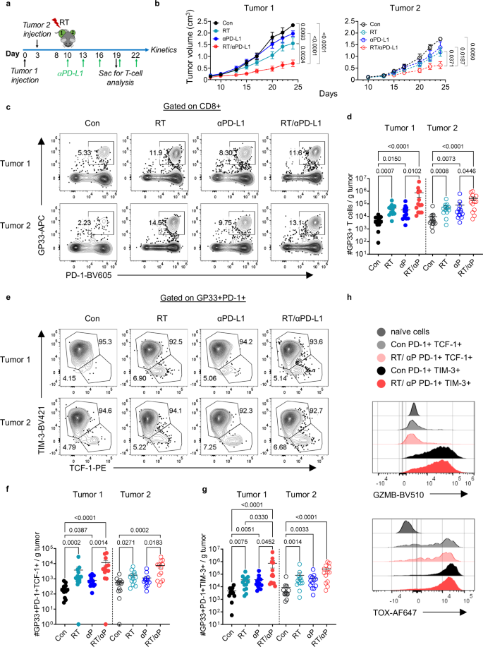 Combination radiation and αPD-L1 enhance tumor control by stimulating CD8+ PD-1+ TCF-1+ T cells in the tumor-draining lymph node