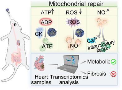 Artificial Mitochondrial Nanorobots Deliver Energy In Vivo by Oral Administration
